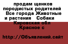 продам щенков породистых родителей - Все города Животные и растения » Собаки   . Кировская обл.,Красное с.